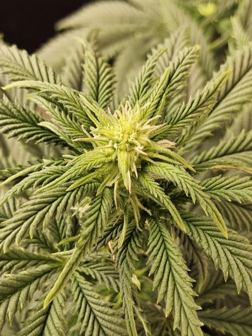 Fast Mystery. Week 10