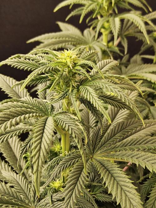 Fast Mystery. Week 10