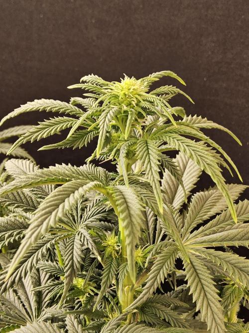 Fast Mystery. Week 10