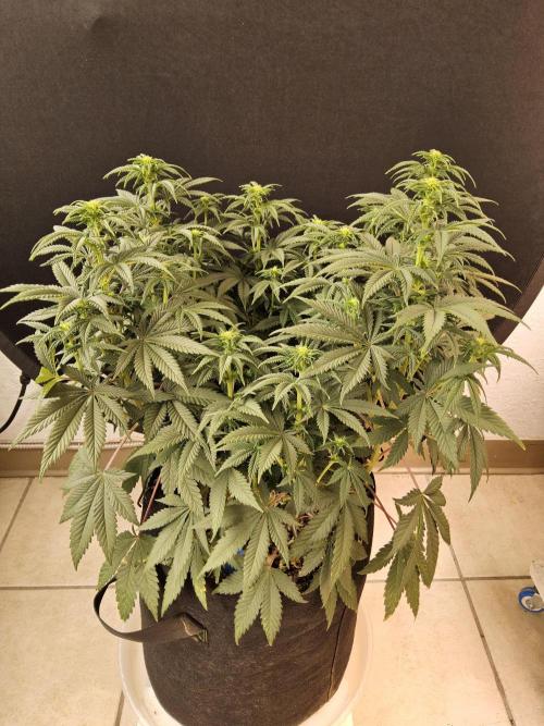 Fast Mystery. Week 10