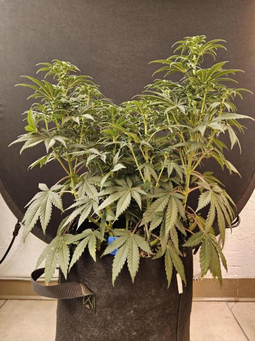 Fast Mystery. Week 10
