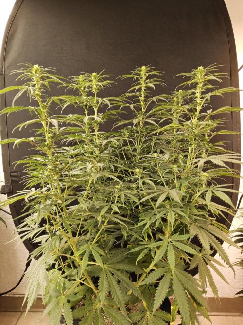Freaky Skunk. Week 10