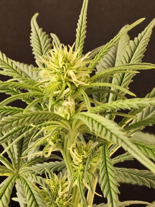 Freaky Skunk. Week 10
