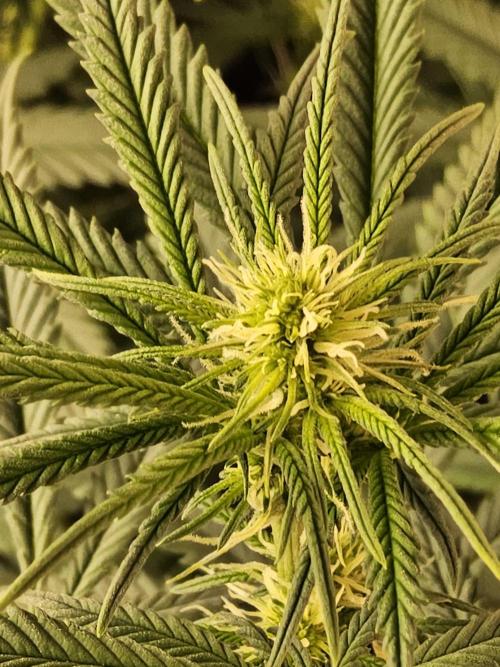 Freaky Skunk. Week 10