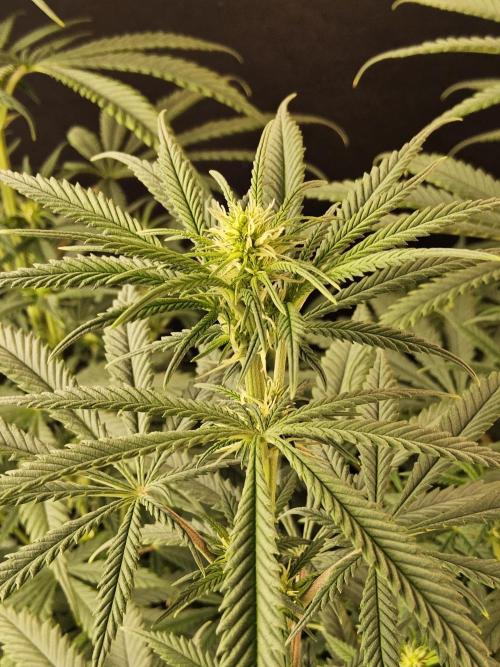 Freaky Skunk. Week 10