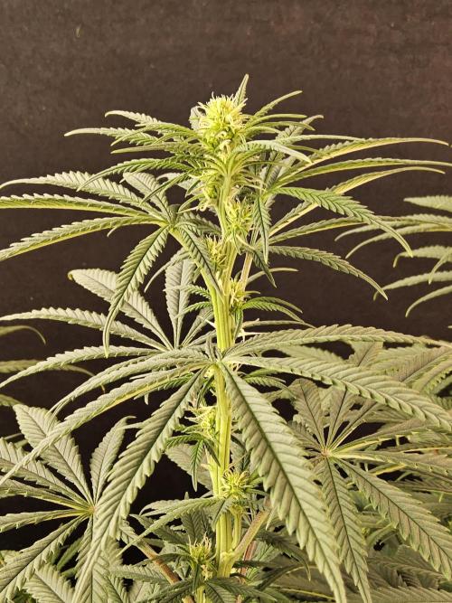 Freaky Skunk. Week 10