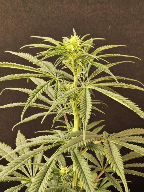 Freaky Skunk. Week 10