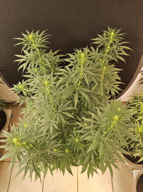 Freaky Skunk. Week 10
