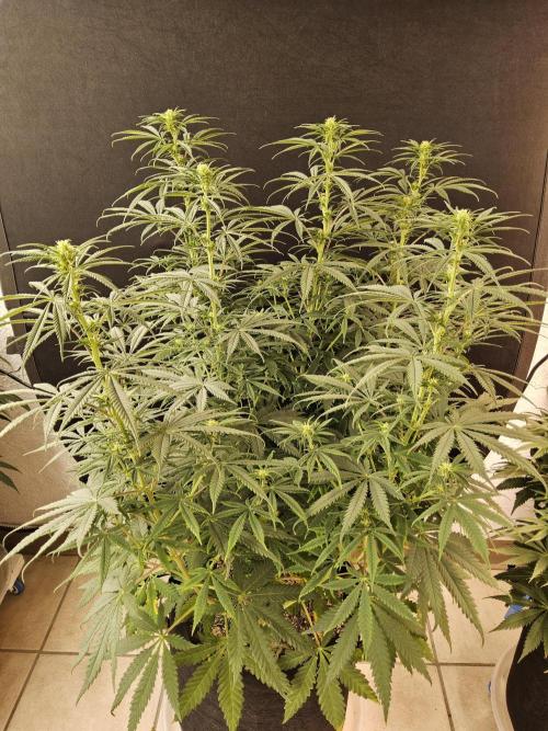 Freaky Skunk. Week 10