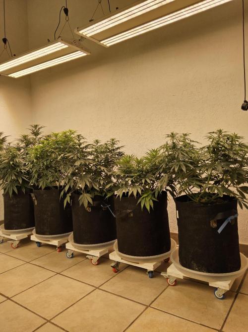 Freaky Skunk. Week 10