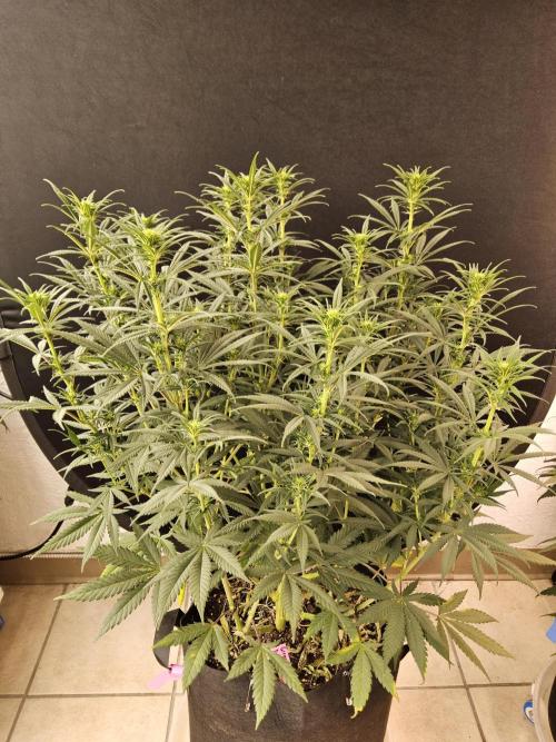 Mafia Devil. Week 10