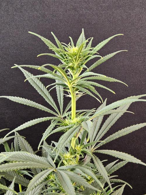 Mafia Devil. Week 10