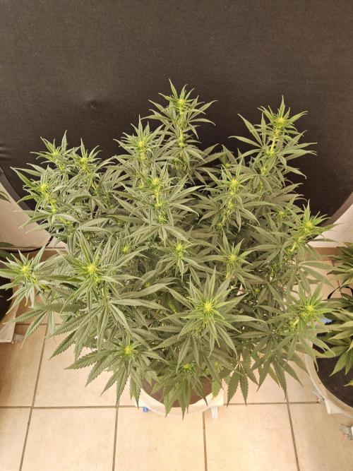 Mafia Devil. Week 10