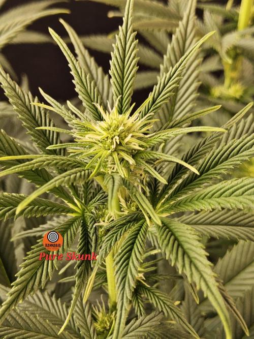 Pure go fast. Week 9