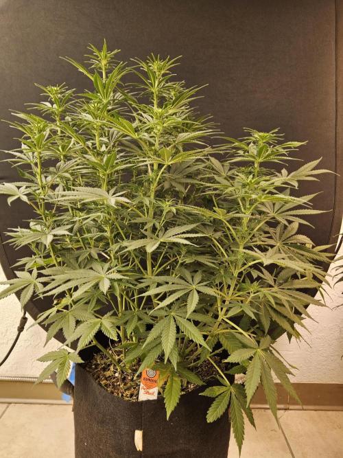 Pure go fast. Week 9