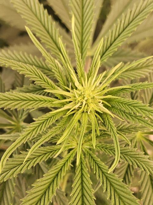 Pure go fast. Week 9