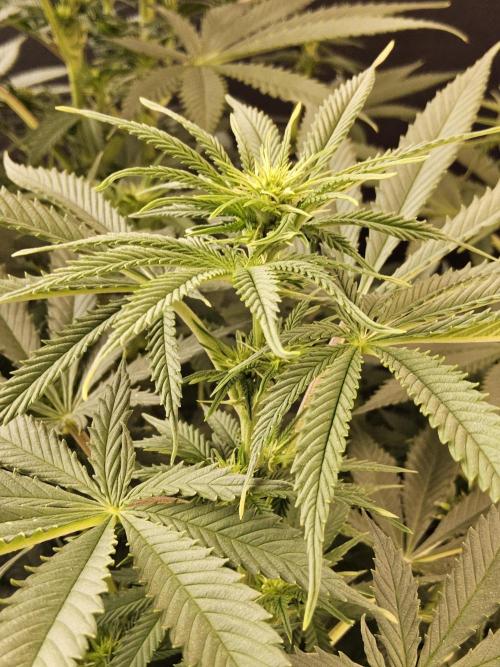 Pure go fast. Week 9