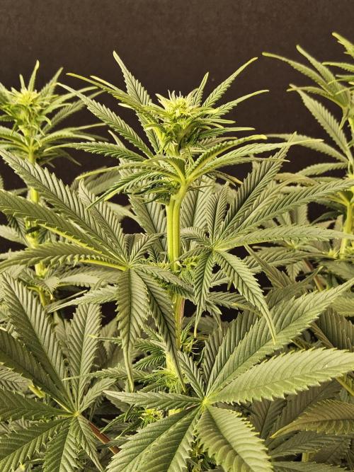 Pure go fast. Week 9