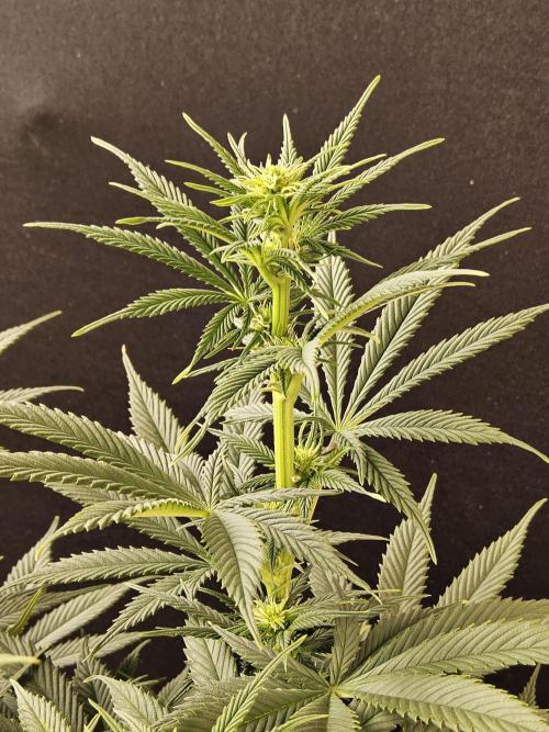 Pure go fast. Week 9