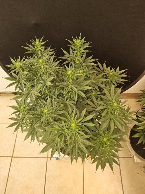 Pure go fast. Week 9