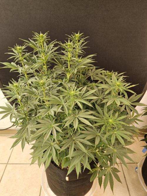 Pure go fast. Week 9