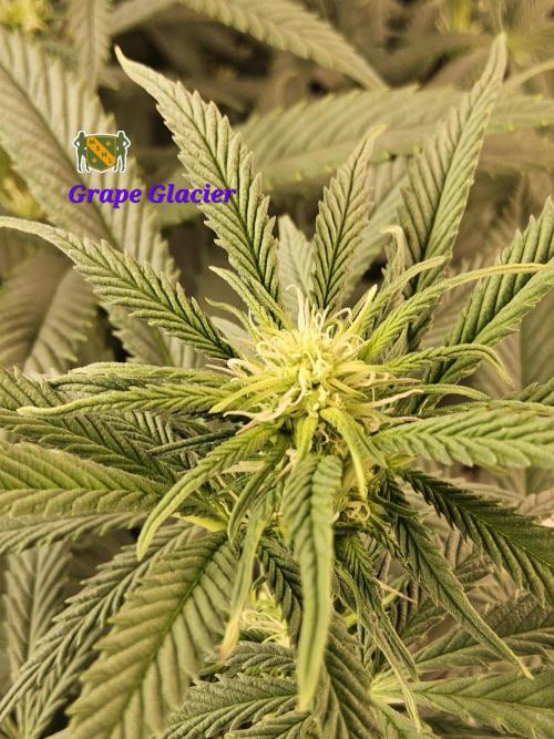 Grape Glacier. Week 9