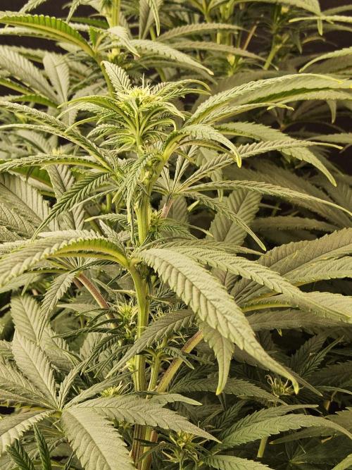 Grape Glacier. Week 9