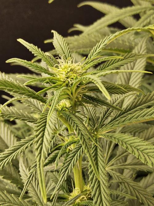 Grape Glacier. Week 9