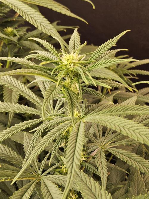 Grape Glacier. Week 9