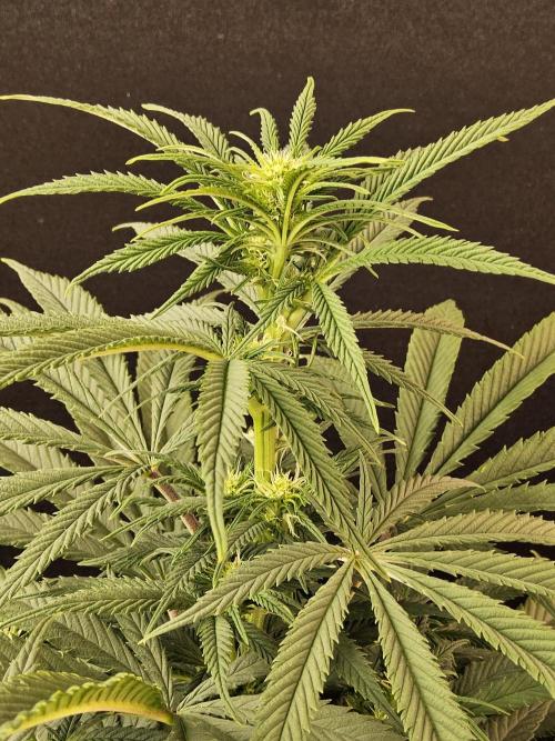 Grape Glacier. Week 9