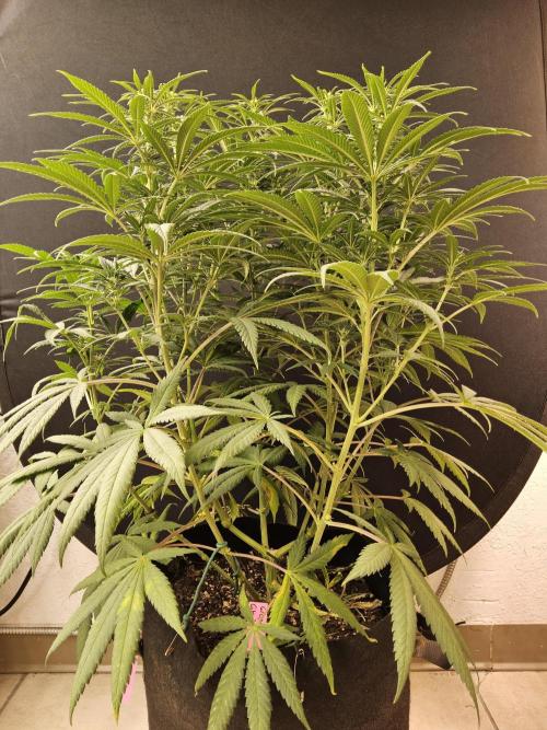 Grape Glacier. Week 9