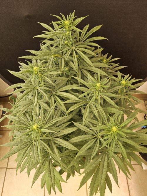 Grape Glacier. Week 9