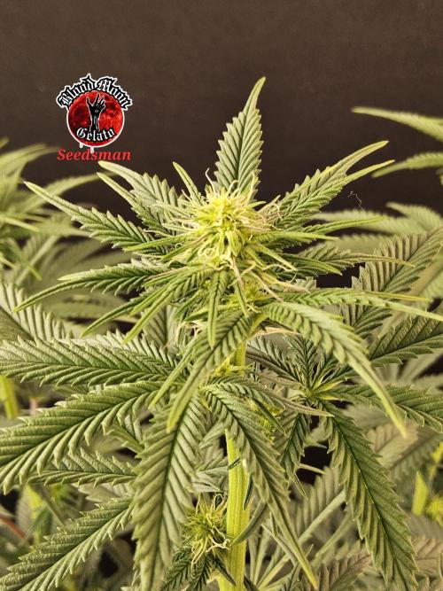 Seedsman Blood. Week 10