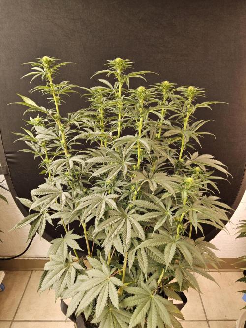 Seedsman Blood. Week 10