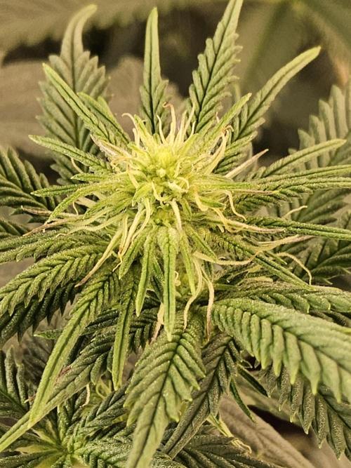 Seedsman Blood. Week 10