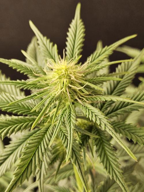 Seedsman Blood. Week 10