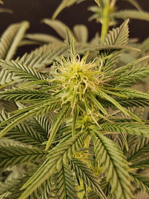 Seedsman Blood. Week 10