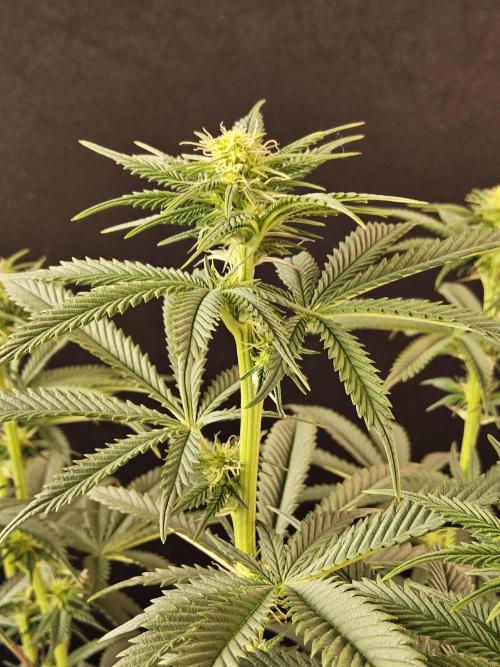 Seedsman Blood. Week 10