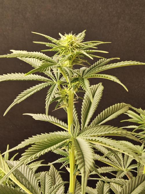 Seedsman Blood. Week 10