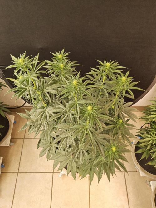 Seedsman Blood. Week 10