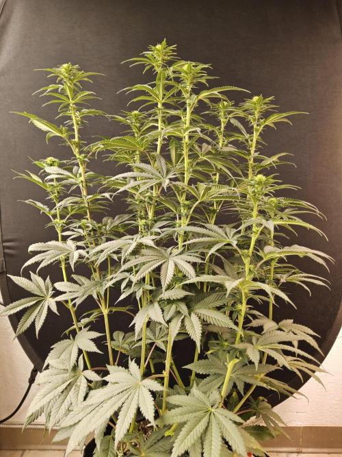 Seedsman Blood. Week 10