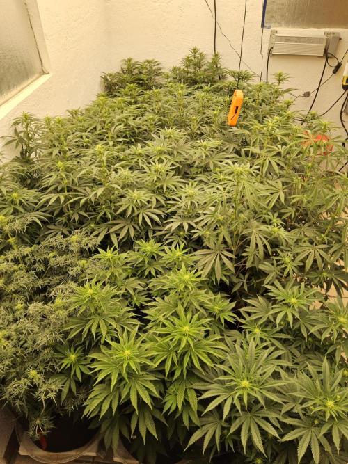 Seedsman Blood. Week 10