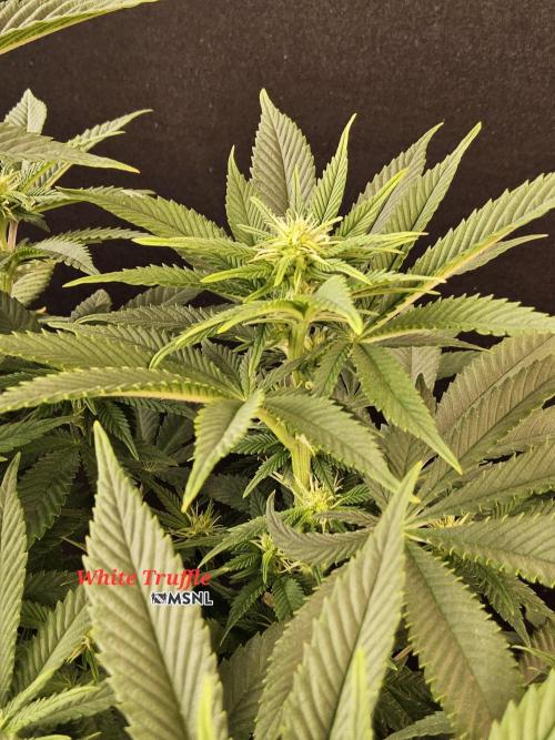 The Truffle of MSNL. Week 9