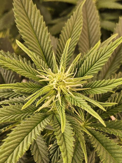 The Truffle of MSNL. Week 9