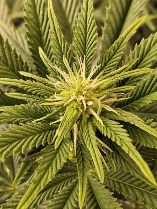 The Truffle of MSNL. Week 9