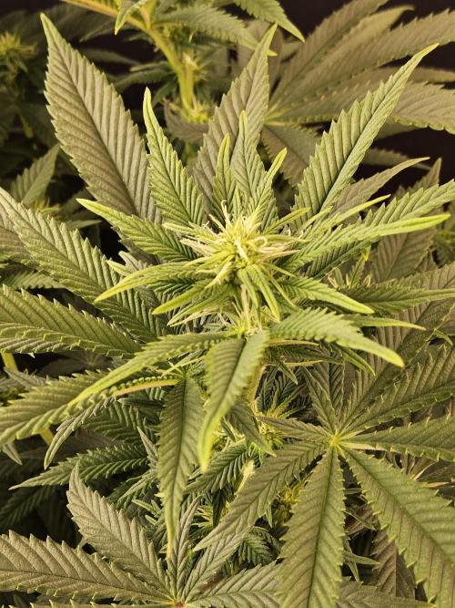 The Truffle of MSNL. Week 9