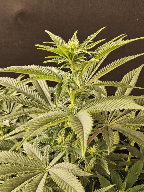 The Truffle of MSNL. Week 9