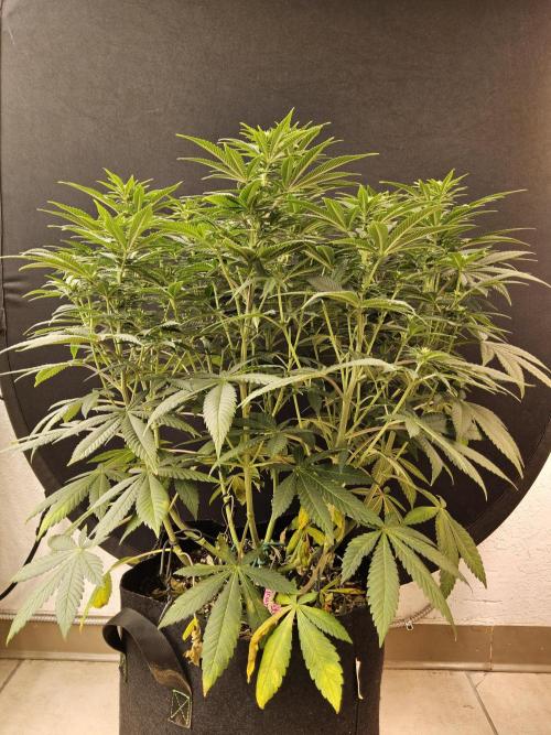 The Truffle of MSNL. Week 9