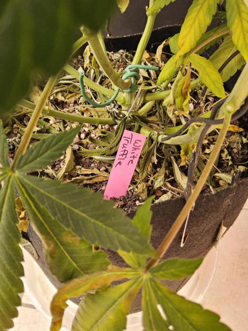 The Truffle of MSNL. Week 9