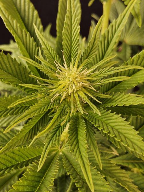 The Truffle of MSNL. Week 9